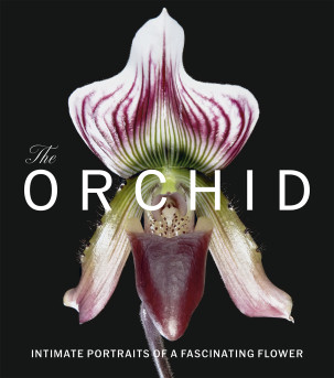 The Orchid