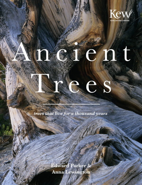 Ancient Trees - Hardback