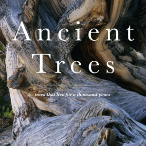 Ancient Trees - eBook