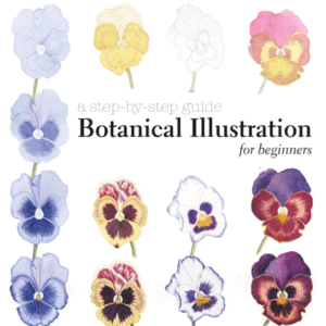 Botanical Illustration for Beginners - eBook