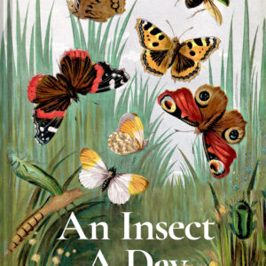 An Insect A Day - eBook