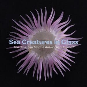 Sea Creatures in Glass - Paperback